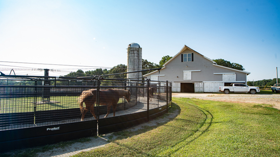 Durham County Horse and Cattle Farm