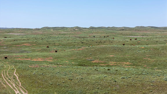 Wilson Ranch