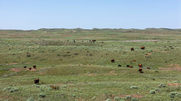 Wilson Ranch