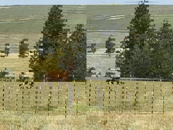 A Bar Ranch