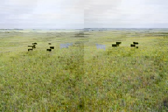 Downing County Line Rangeland