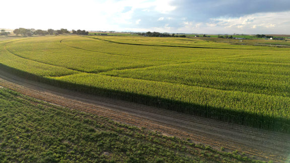 Mallards and Maize