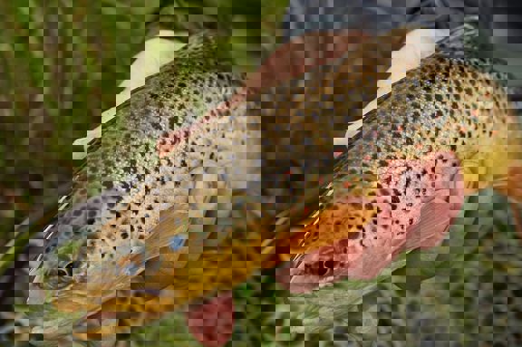 Laramie River Hideaway