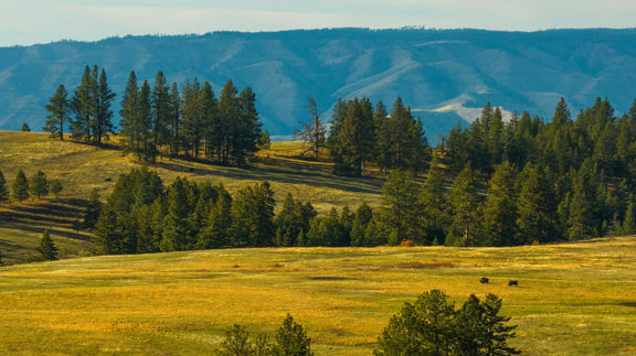 Horseshoe Bend Ranch – Cottonwood, ID