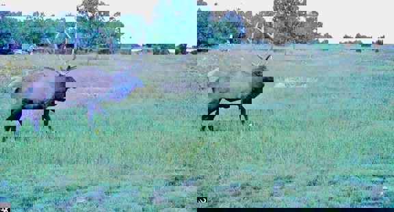 Catron County’s Cat Hill Trophy Elk and Cattle Ran