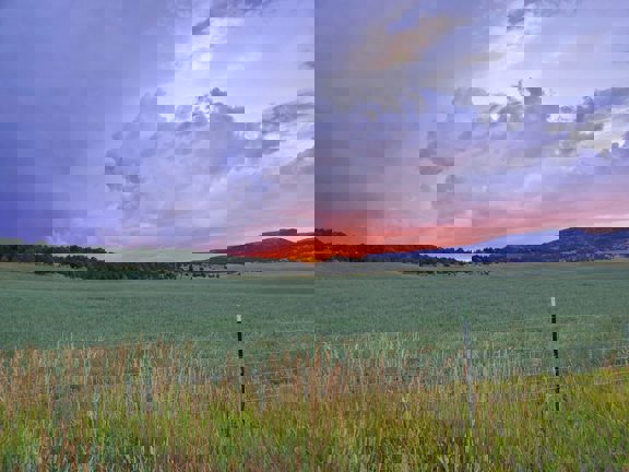 Strawberry Hunting and Ag Ranch