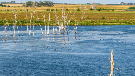 South Dakota Pheasant Acres West Unit