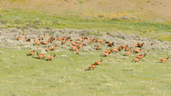 Lorenz Ranch