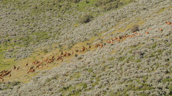 Lorenz Ranch
