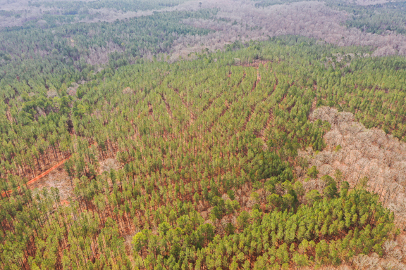 Hightower Buck and Timber