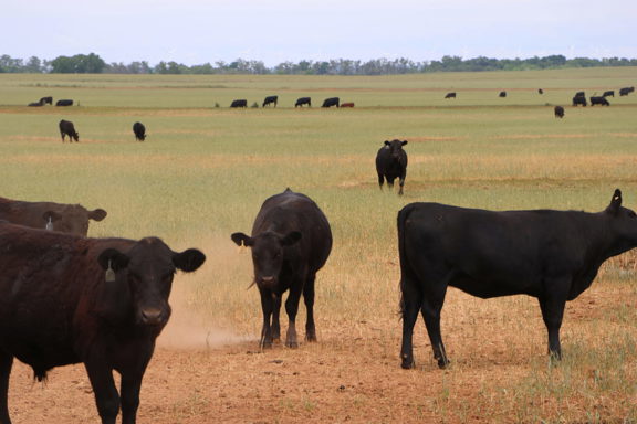 Lone Tree Farms