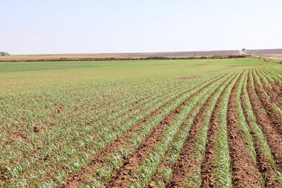 Lone Tree Farms