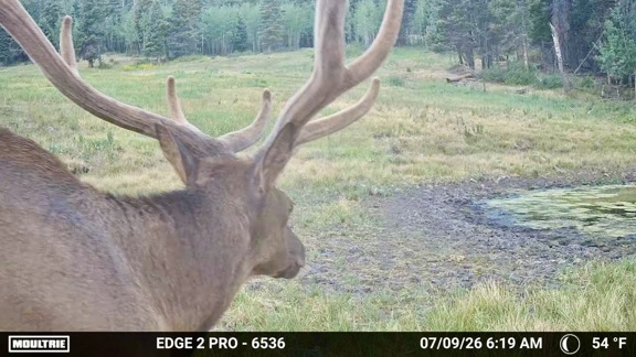 Chromo Mountain Elk, Land and Cattle Ranch