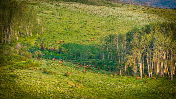 Castle Ridge Ranch
