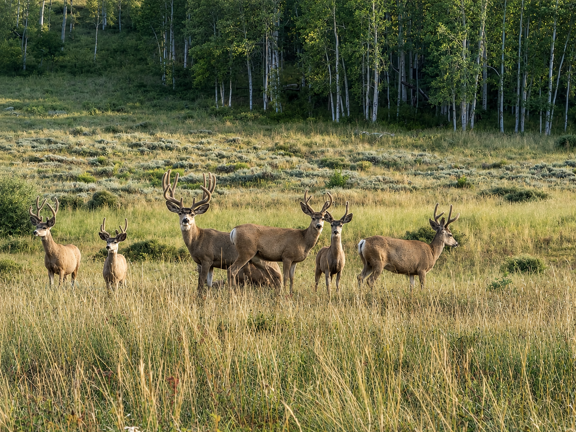 Castle Ridge Ranch