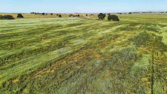 Legacy Armstrong Ranch