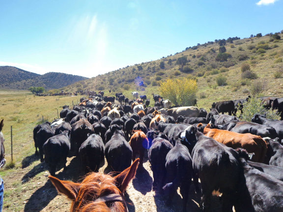 Sandhills Ranch