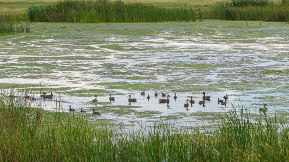 Bridgeport Waterfowl Haven