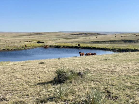 Limon 3 Section Pasture