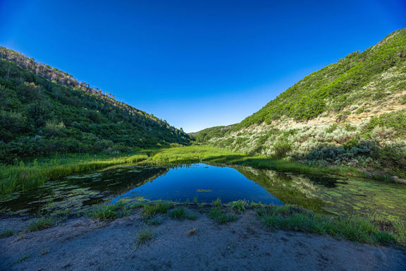 Springer Ranch