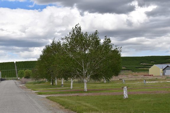 Silver Spur North