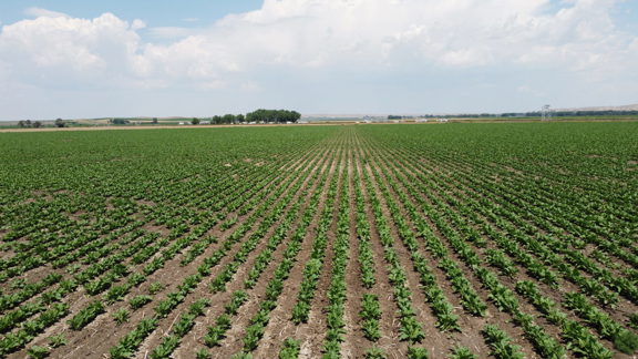 Bridgeport Irrigated Farm