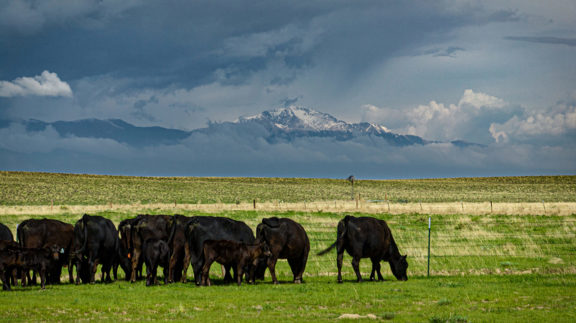 Tee Cross Ranch West Unit