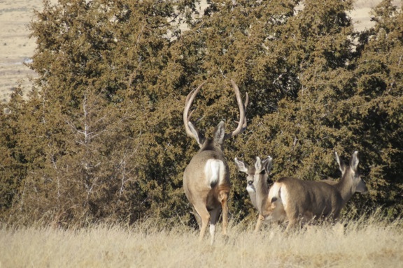 Tobe Creek Mesa Ranch