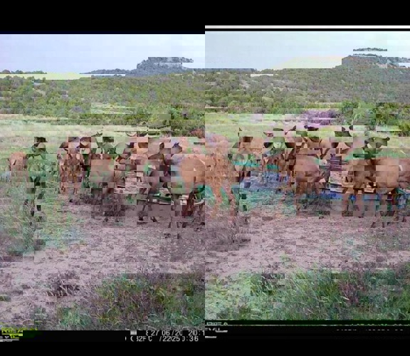 Tobe Creek Mesa Ranch