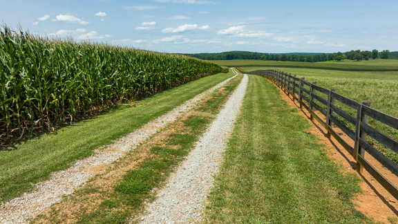 Durham County Horse and Cattle Farm