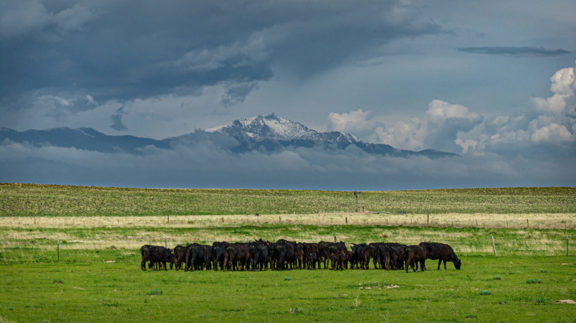 Tee Cross Ranch