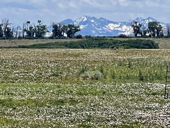 Roscoe’s Ranch