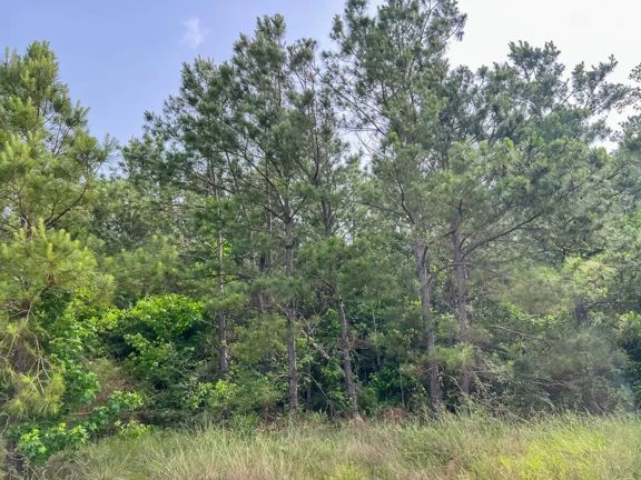 69 Acres | T-5 | Old Salem Church Road