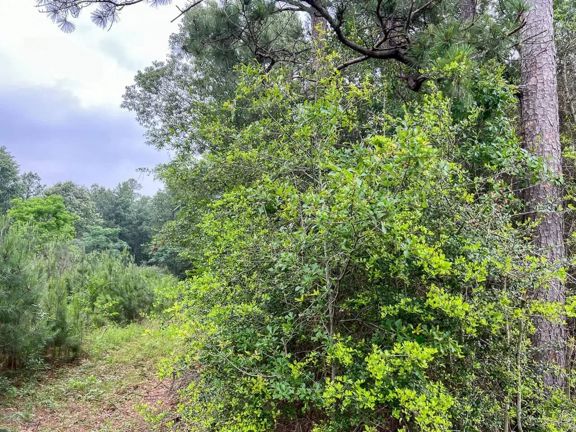 341 Acres | FM 1475
