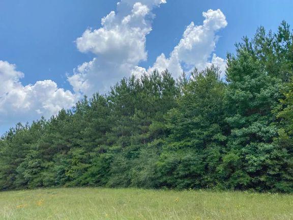 411 Acres | Hwy 59 | Tract 281007-09