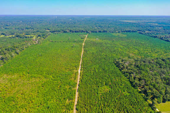 323 Acres | FM 1010