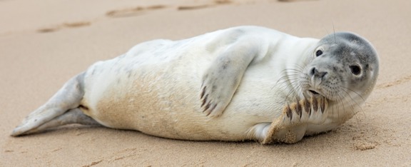 ERC are working with Wild Pear on Cultural Ecosystem Services