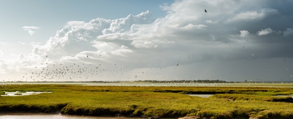 What do the public think about the Solent?