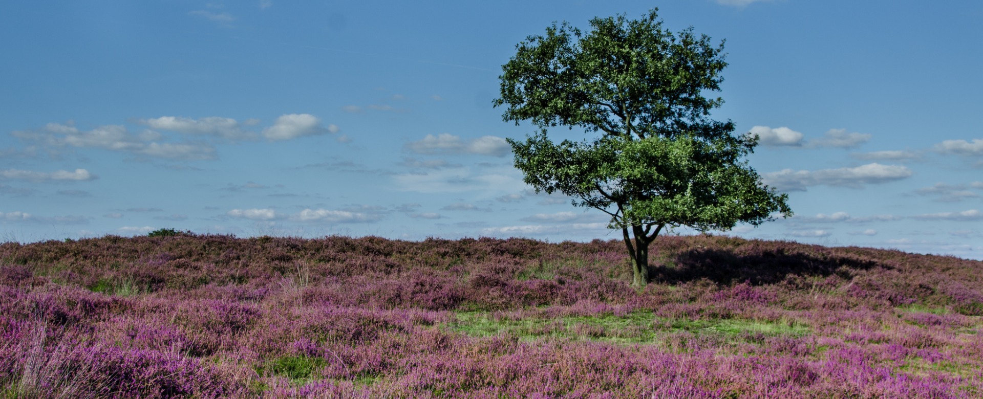 Snakes in the Heather (SitH) project evaluation