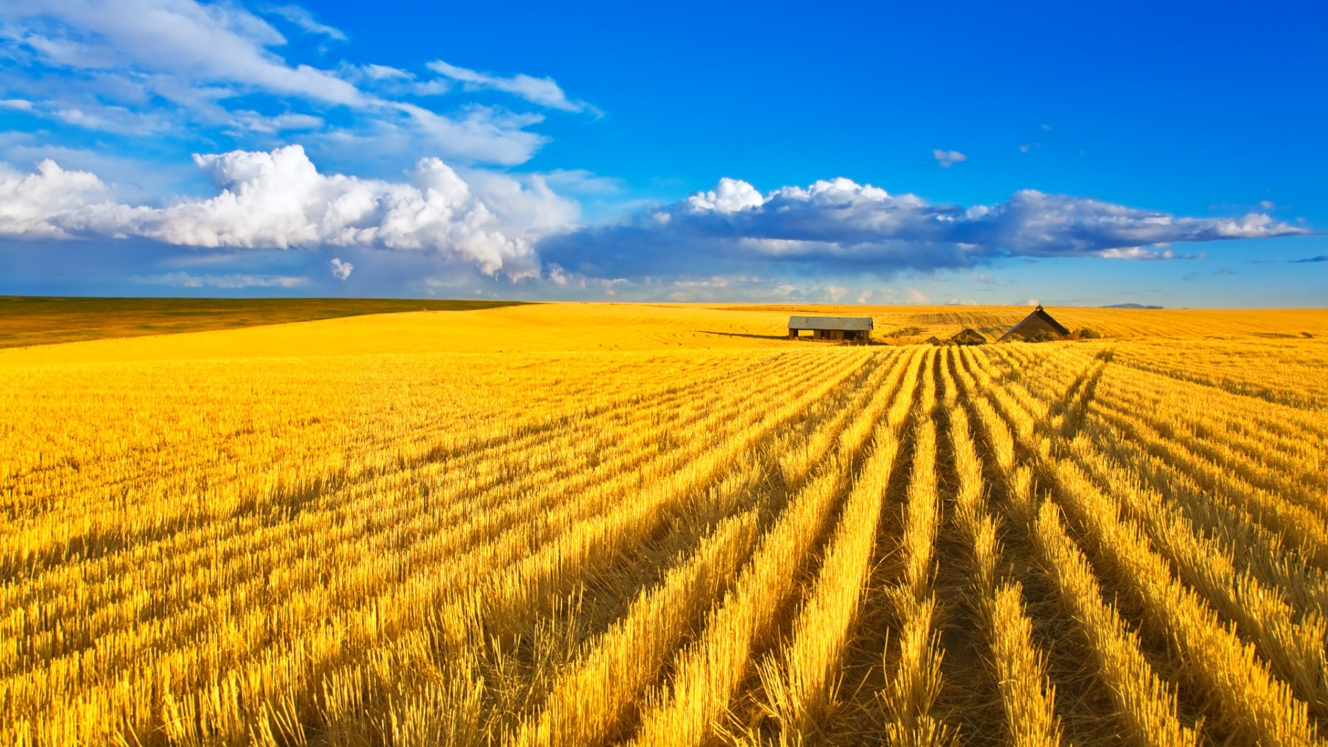 corn fields