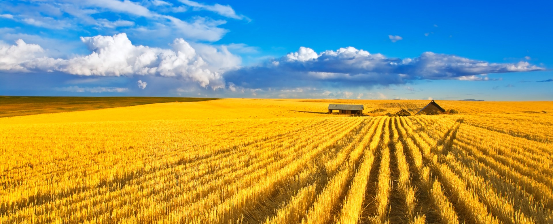 corn fields