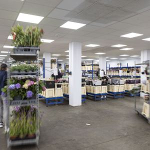 Fresh Cut flowers in our chilled display rooms