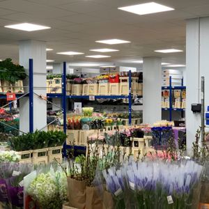 Fresh Cut flowers in our chilled display rooms