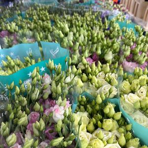 Fresh Cut flowers in our chilled display rooms