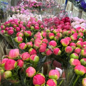 Fresh Cut flowers in our chilled display rooms