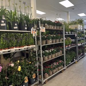 Fresh Cut flowers in our chilled display rooms