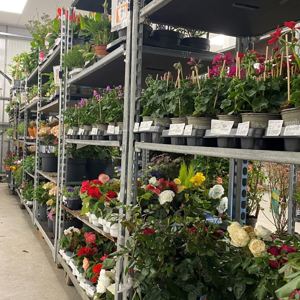 Fresh Cut flowers in our chilled display rooms