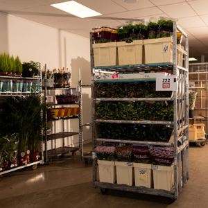 Fresh Cut flowers in our chilled display rooms