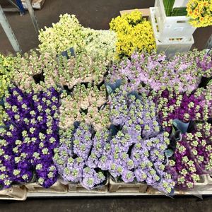 Fresh Cut flowers in our chilled display rooms