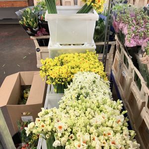 Fresh Cut flowers in our chilled display rooms